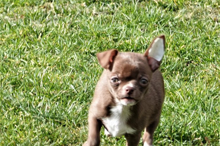 Les Oreilles Du Chihuahua Grisoustiny World Elevage De