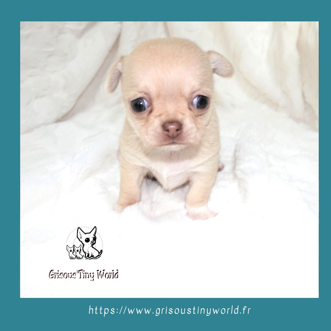 Comment Traiter La Formation De Tartre? - Grisous'tiny World